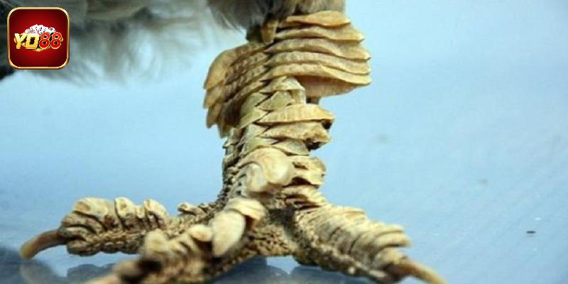 Đặc điểm để có thể nhận dạng giống loài