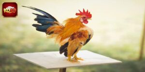 Gà Đẹp Nhất Việt Nam - Vẻ Đẹp Hiếm Có Trong Giới Kê Thủ
