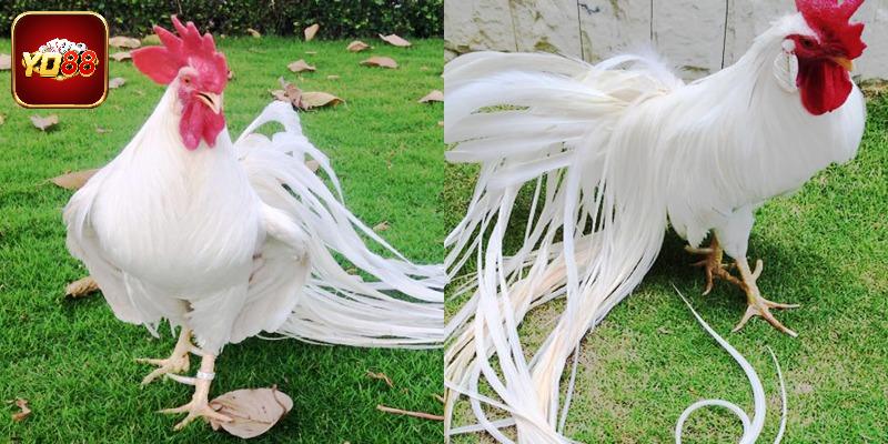 Giá trị đặc biệt của những chú gà đẹp nhất Việt Nam