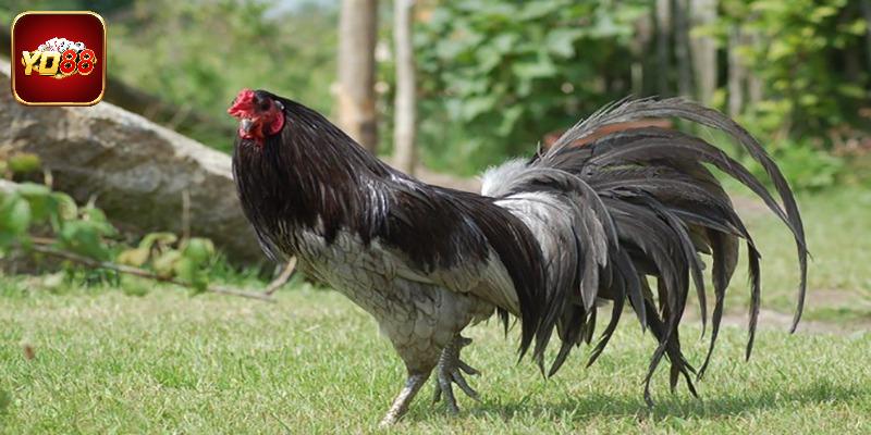 Kinh nghiệm chọn gà đẹp nhất Việt Nam dễ dàng