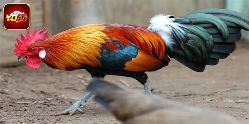 Những cái tên góp mặt trong gà đẹp nhất Việt Nam
